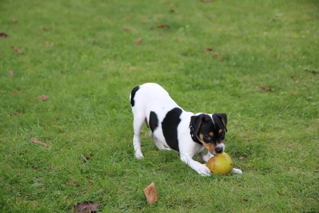 Vaks – Oktober 2019 (2)